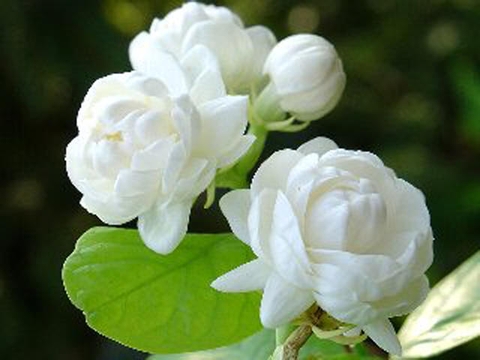cham soc hoa nhai dienhoathanhvan