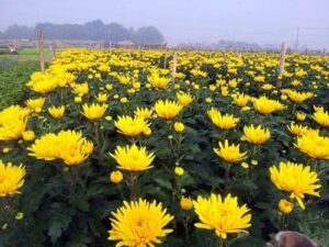 cuc kim cuong2 aa4539564e