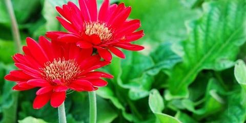 nen cam hoa gi tren ban tho 2 750x375 1